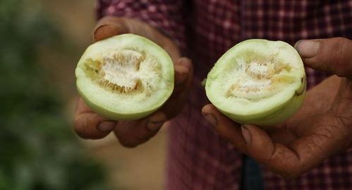 莱西吃瓜事件,一场引发全民热议的网络狂欢