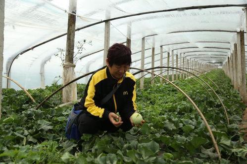 莱西吃瓜事件,一场引发全民热议的网络狂欢