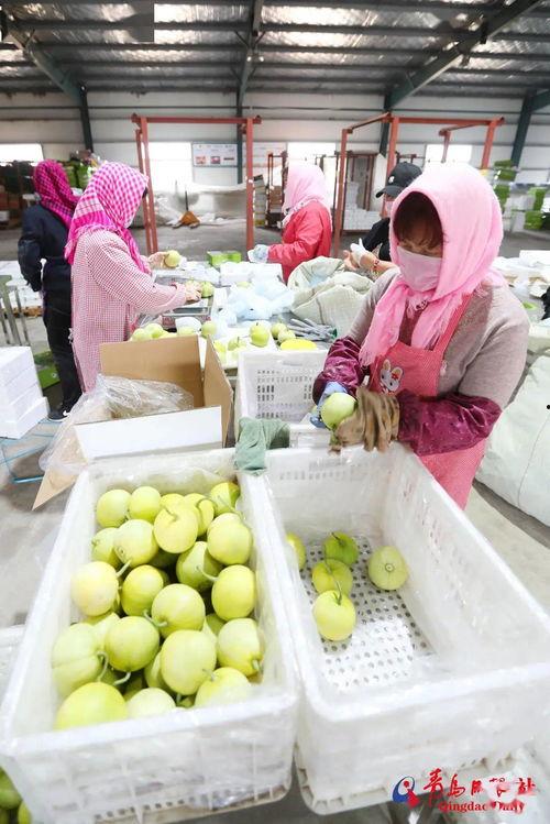 莱西吃瓜事件,一场引发全民热议的网络狂欢