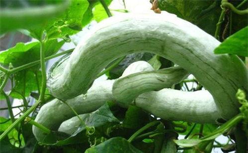 强子吃蛇瓜,勇闯蛇瓜秘境，探寻强子与蛇瓜的神秘传说