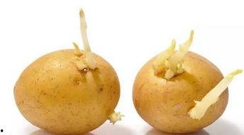 吃蜜瓜后拉肚子,揭秘夏日消暑水果的“甜蜜陷阱”