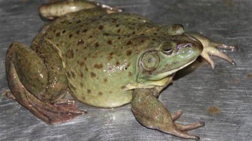 吃瓜版蛙,揭秘蛙界那些不为人知的秘密