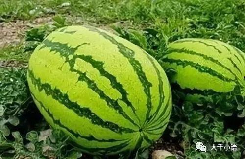 隔离吃瓜后续,从吃瓜到共度时艰