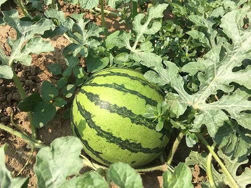 搭车聪吃瓜,揭秘旅途中的趣味故事与人间百态