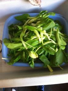 早上吃吊瓜好吗