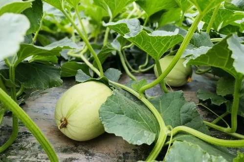 吃瓜最新入口免费,带你领略美味新境界