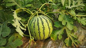 现车吃瓜,揭秘汽车行业那些不为人知的趣闻轶事