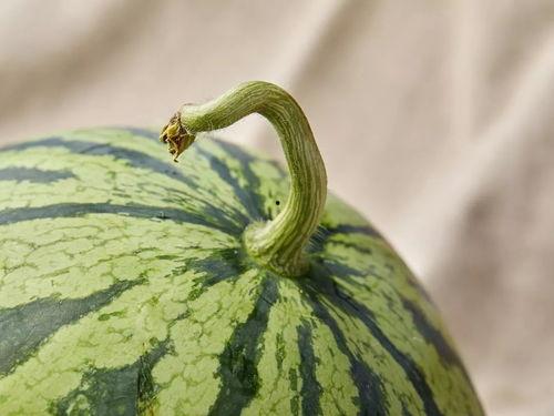 上海路吃瓜,吃瓜群众的欢乐盛宴