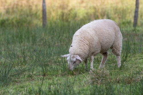 羊吃发财瓜吗,揭秘羊吃发财瓜的神奇传说
