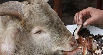 羊吃发财瓜吗,揭秘羊吃发财瓜的神奇传说