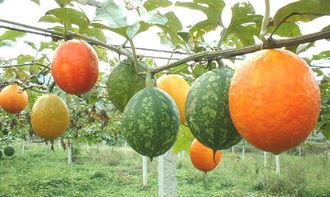 吃吊瓜会胖吗,吃吊瓜真的会让人发胖吗？揭秘吊瓜热量与减肥真相