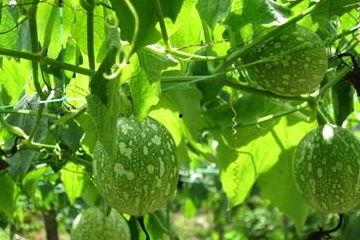 吃吊瓜会胖吗,吃吊瓜真的会让人发胖吗？揭秘吊瓜热量与减肥真相