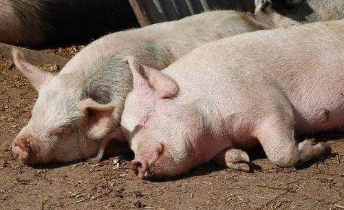 猪吃牛腿瓜,探寻农家美食的独特魅力