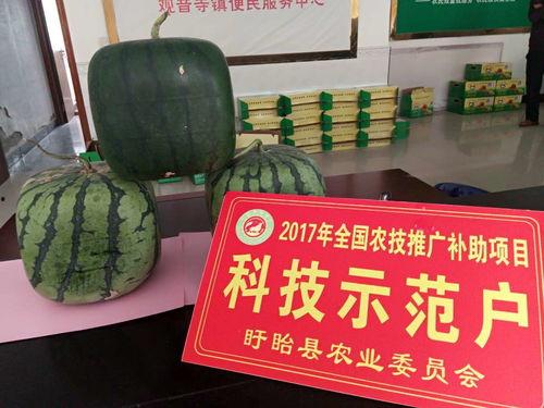 佛首瓜咋吃,解锁美味新体验