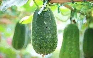 气包瓜那吃吗,揭秘其食用价值与烹饪技巧