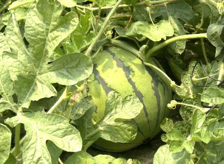 广君吃瓜,揭秘娱乐圈那些不为人知的幕后故事