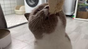 猫咪吃小乳瓜好吗怎么吃