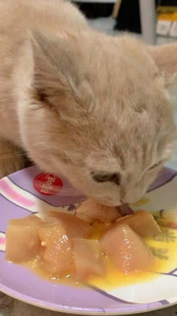 猫咪吃小乳瓜好吗怎么吃