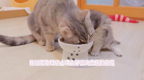 猫咪吃小乳瓜好吗怎么吃