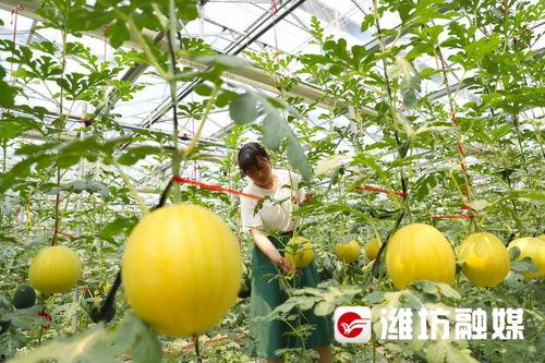 维坊吃瓜,揭秘当地特色美食背后的故事