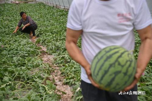 吃瓜管真假,网络热词背后的真相与争议