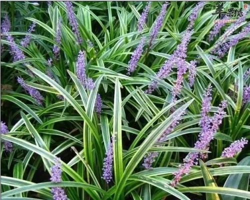 麦冬的爸爸吃瓜,麦冬爸爸的瓜田奇遇记