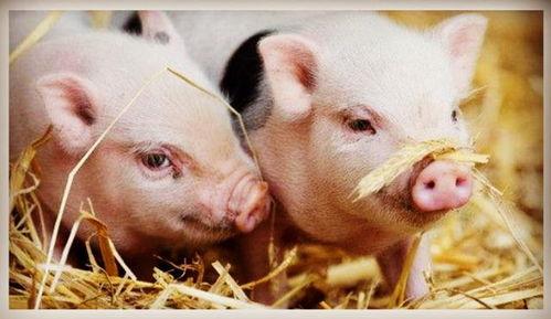 吃瓜猪猪推文,吃瓜猪猪带你揭秘娱乐圈最新热点