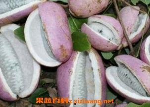 美女吃八月瓜,美女品味田园美味