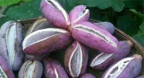 美女吃八月瓜,美女品味田园美味