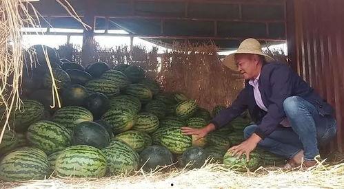 青田吃瓜群众,揭秘当地独特生活百态