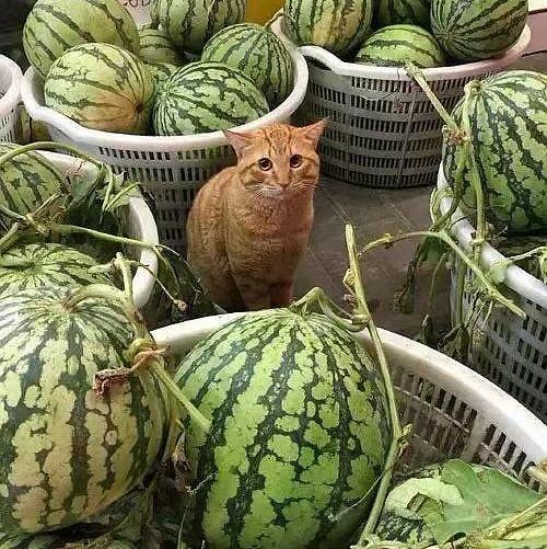 吃瓜卖瓜头像图片大全,吃瓜卖瓜头像图片大全精选