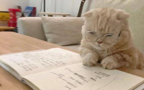 幼崽吃瓜文案短句