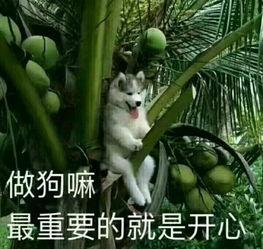 幼崽吃瓜文案短句