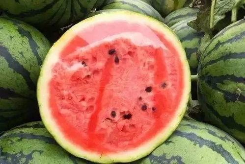 小灰吃瓜切瓜视频,趣味横生的瓜果时光