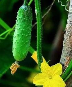 入夏吃五瓜,夏日五瓜养生攻略