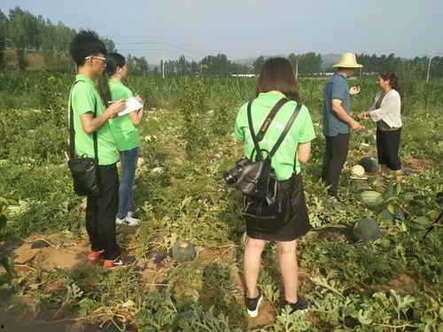 赵主任吃瓜,一场意外的吃瓜盛宴