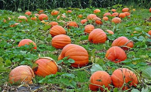 西山李同学吃瓜