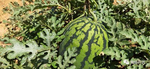 西山李同学吃瓜