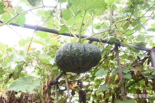 吃瓜落还是吃瓜落