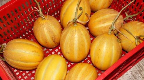 所有可以吃的瓜图片