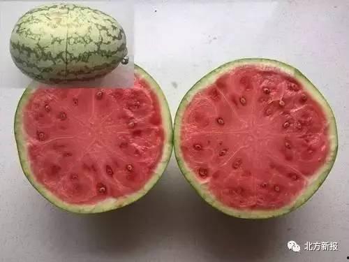 所有可以吃的瓜图片