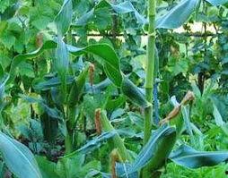 周公解梦摘蒲瓜吃,摘蒲瓜食的吉凶预兆解析