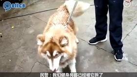 猪吃瓜直播,趣味横生的网络直播盛宴