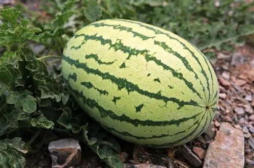 国内吃瓜在钱,揭秘国内“吃瓜群众”的金钱游戏