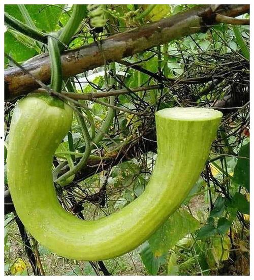 吃瓜成种的意思,一场味蕾与心灵的奇妙之旅