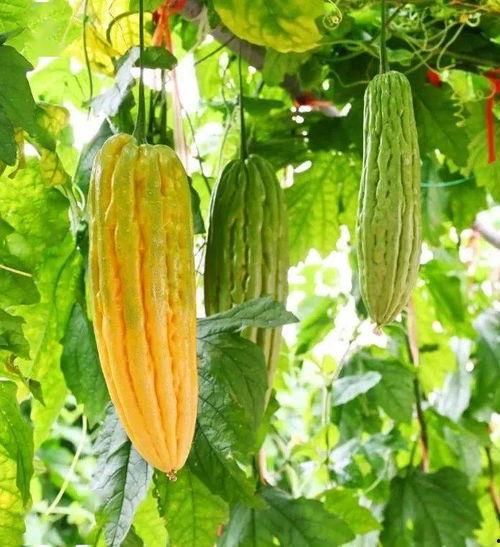 吃瓜成种的意思,一场味蕾与心灵的奇妙之旅