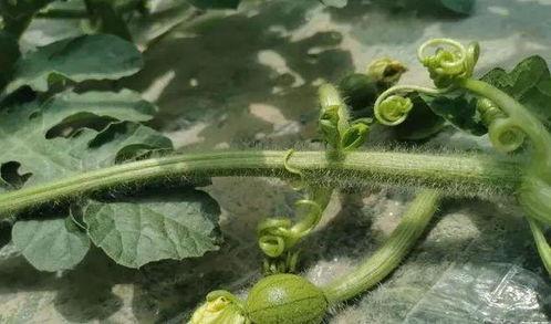 吃瓜成种的意思,一场味蕾与心灵的奇妙之旅