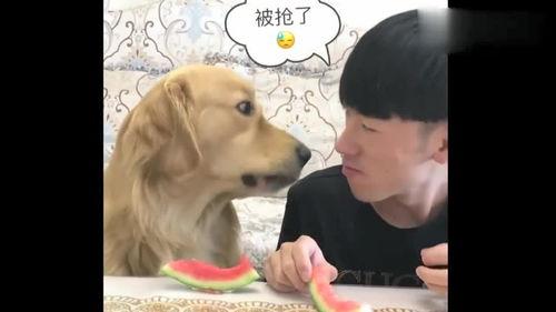 香香公主与爱犬吃瓜,香香公主与爱犬共享夏日瓜果时光