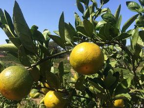 柒瓜吃橘子,柒瓜吃橘子的甜蜜时光