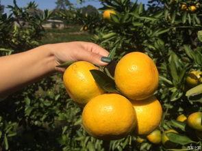 柒瓜吃橘子,柒瓜吃橘子的甜蜜时光